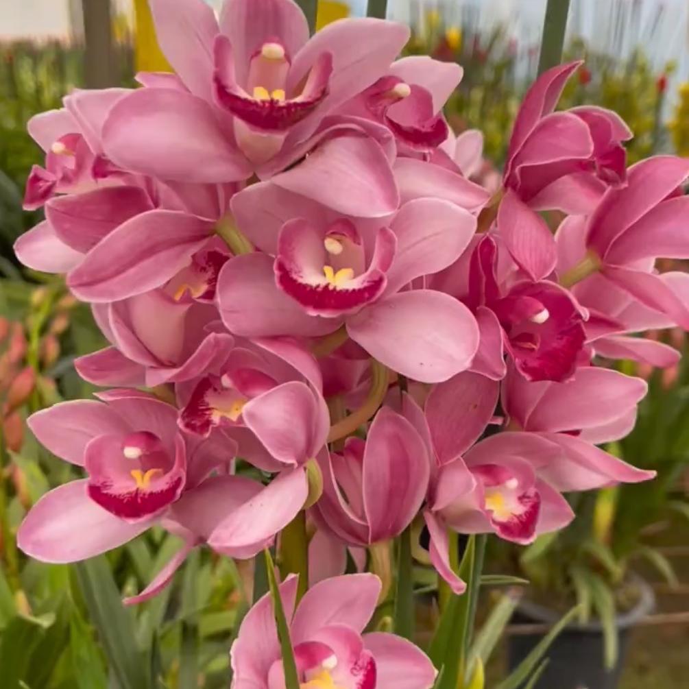 小花花卉