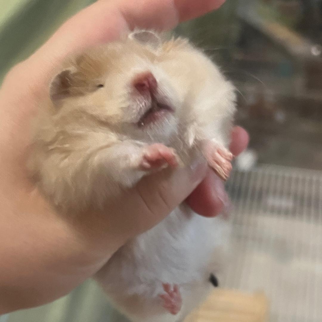 小黄的朋友圈