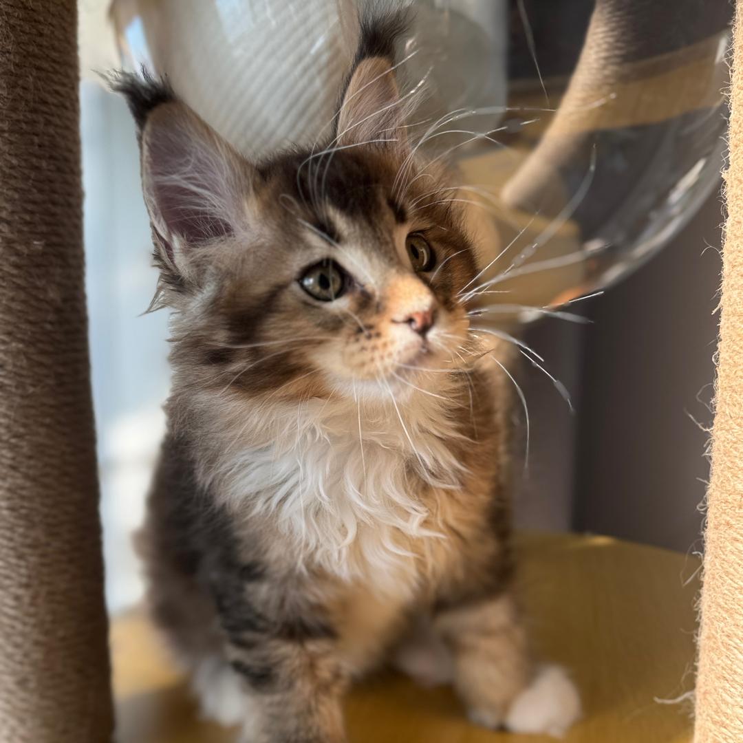 猫里猫气