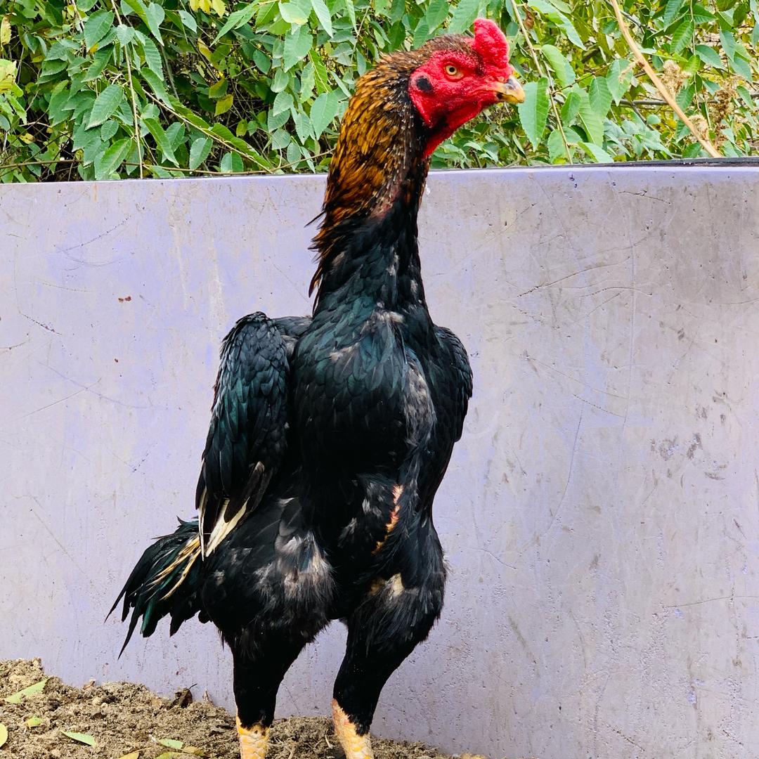 ali