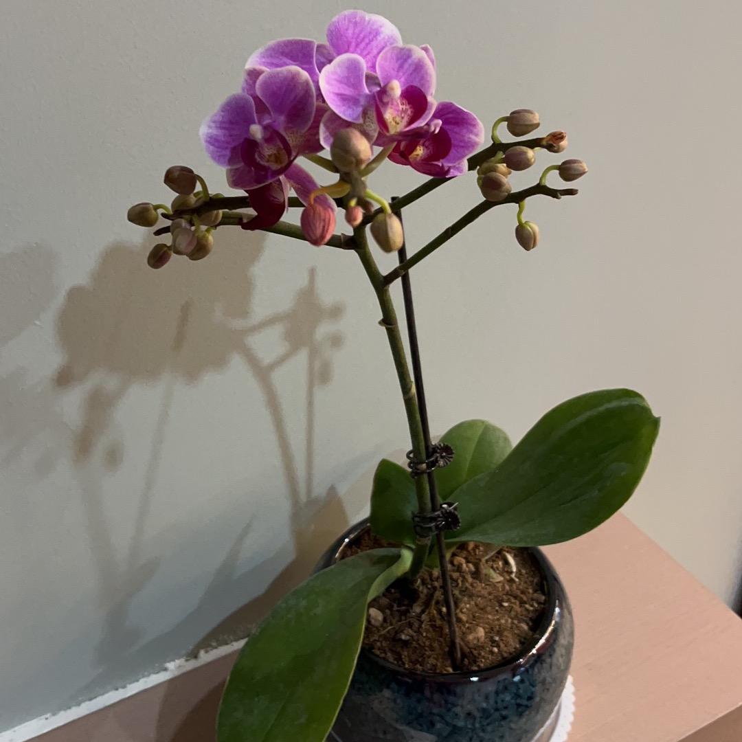 🌸㭍柒（拒私聊）🌸