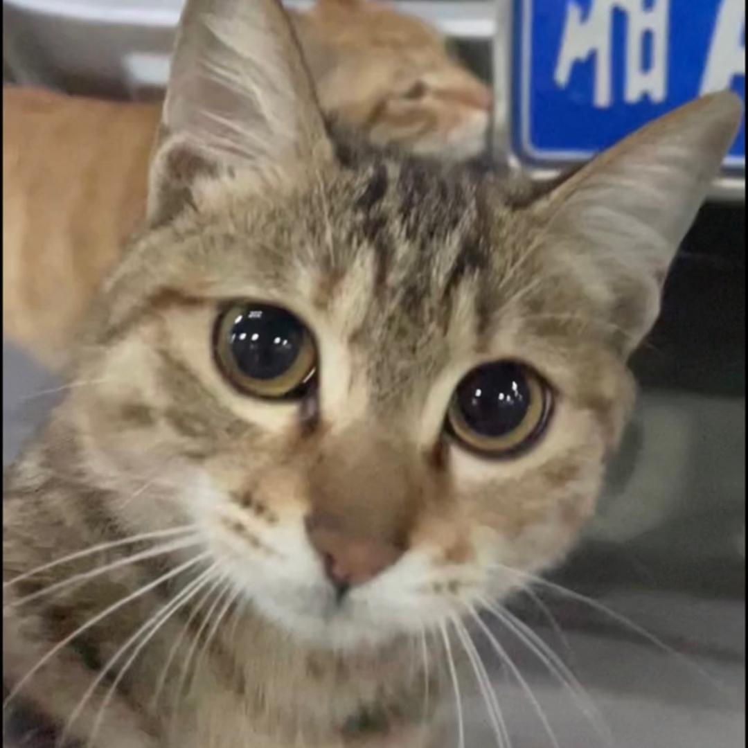 喃小苏∞大帽子