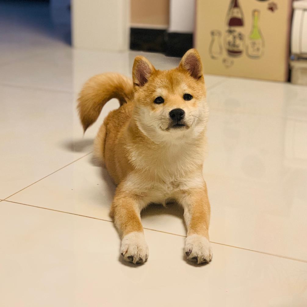 糖宝是只柴