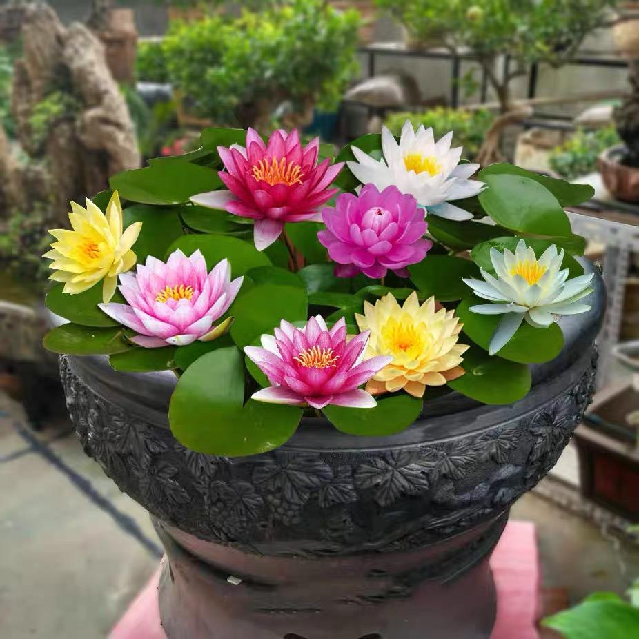 策雅花卉
