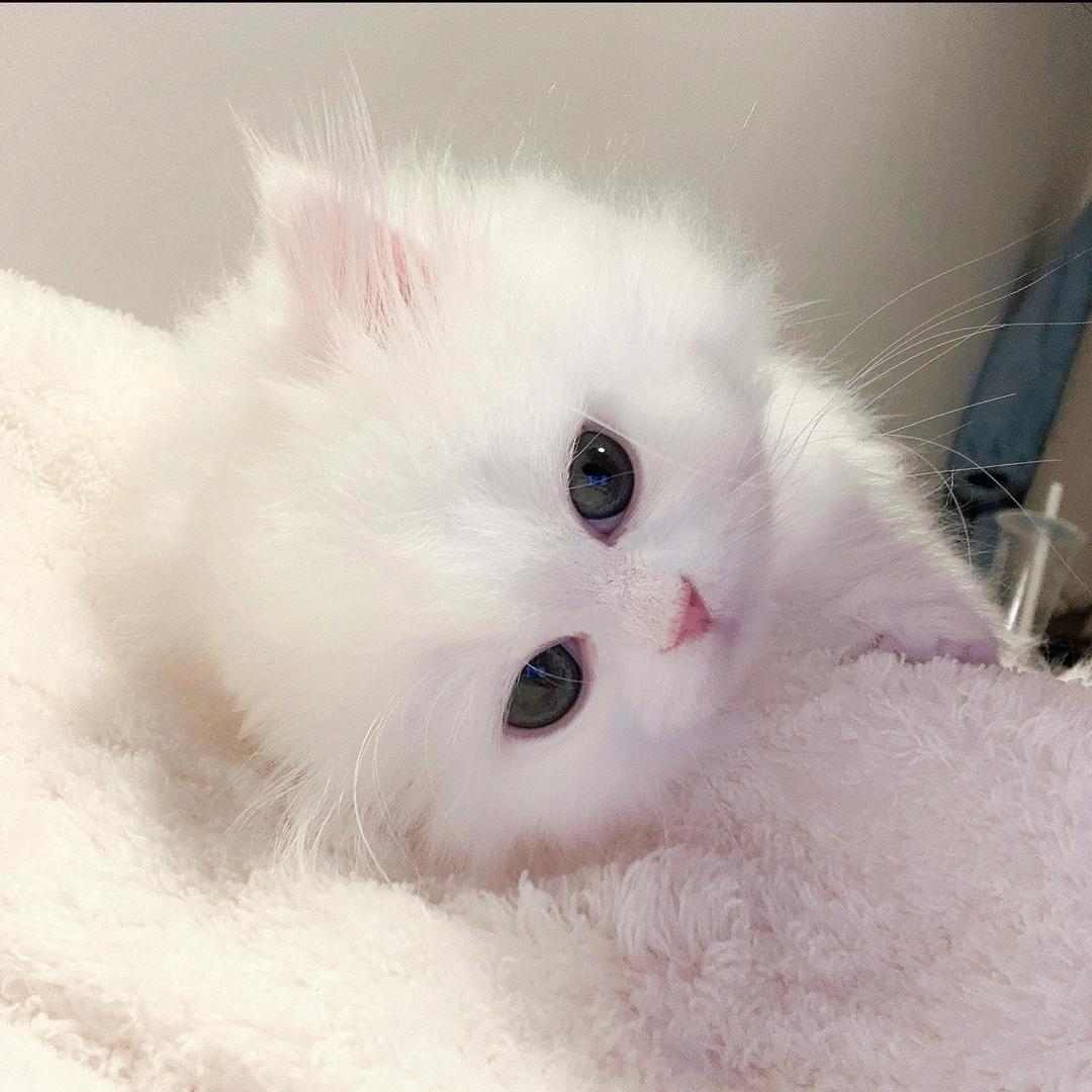 依依大王