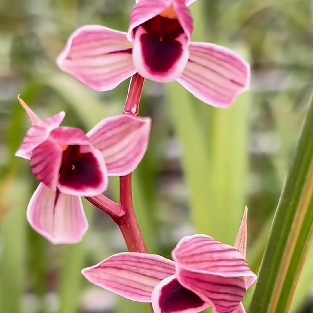 张光头兰韵的头像