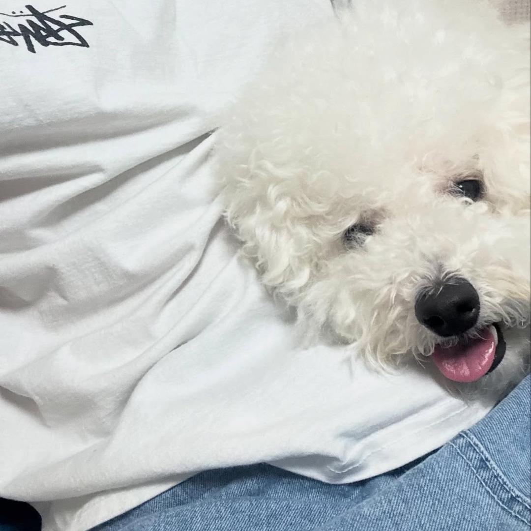 망고