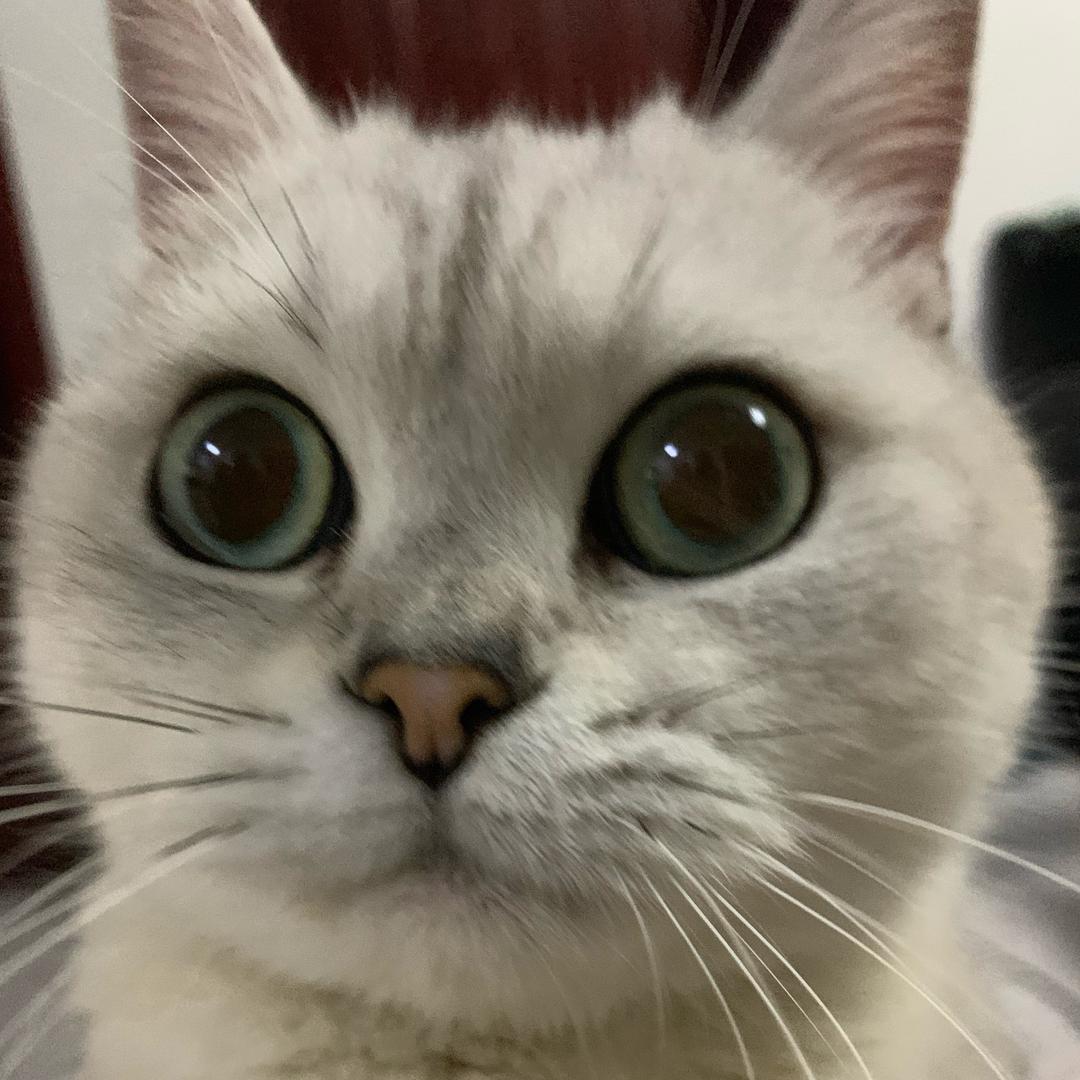 喵喵萌宠屋