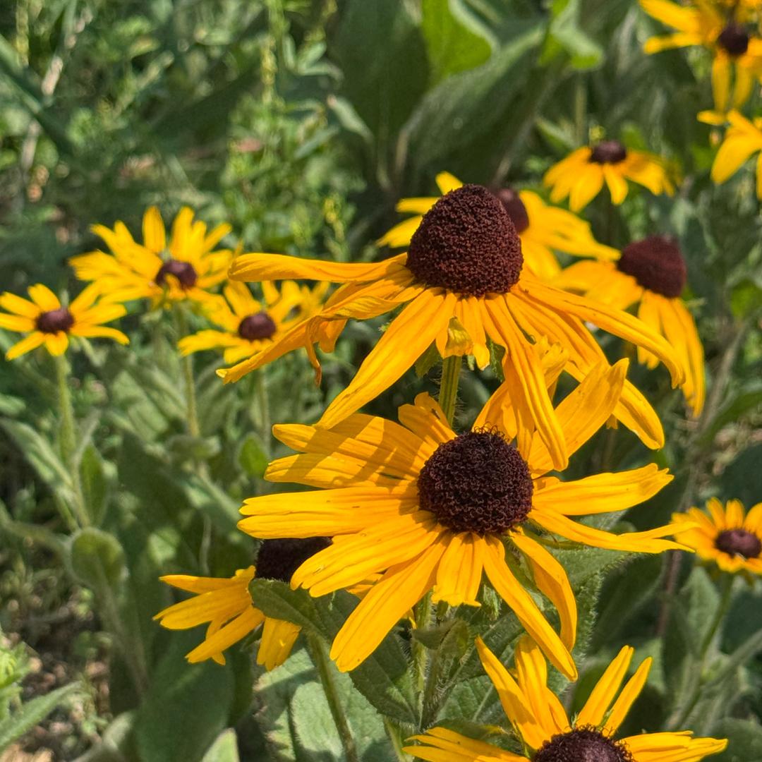 初心 🌻