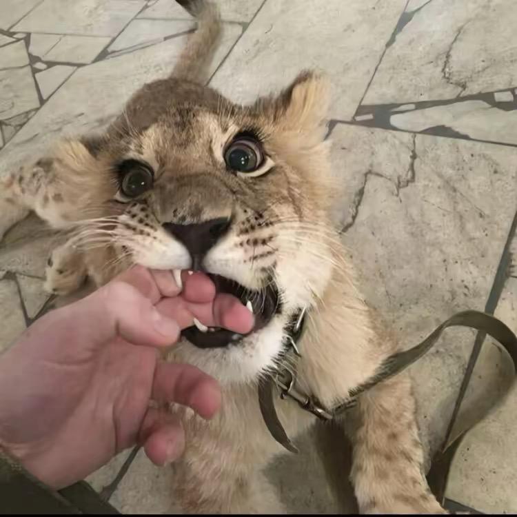 無忌