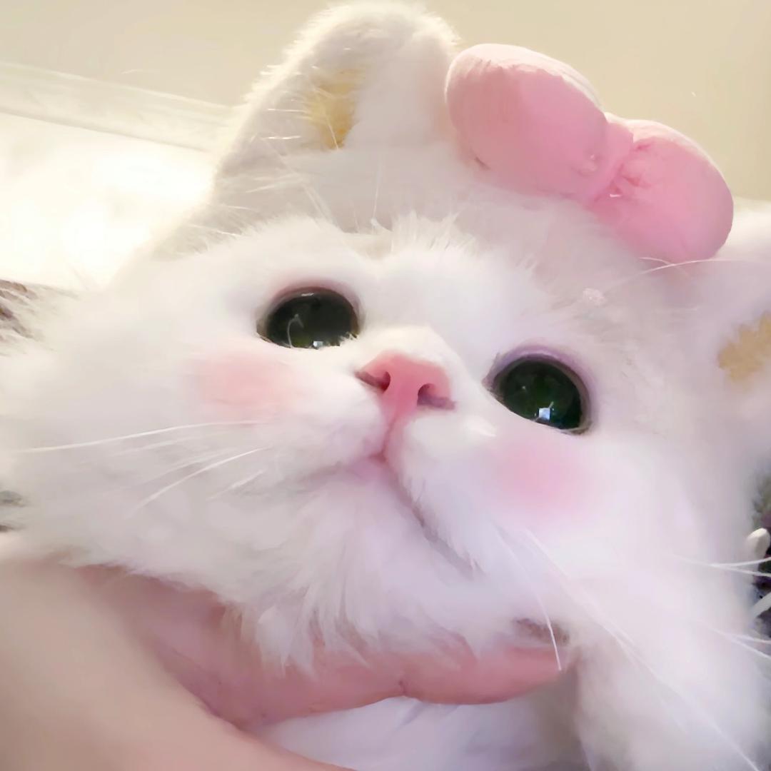 不能凶