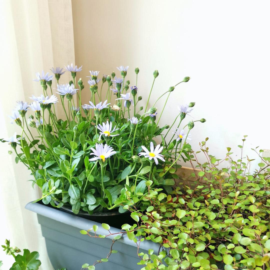 麦芽森林&绿植号