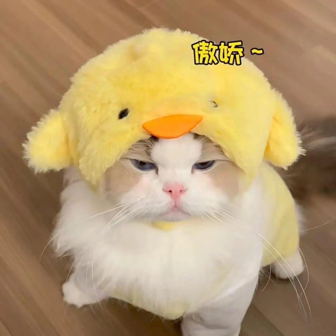 Cc吃不饱oO