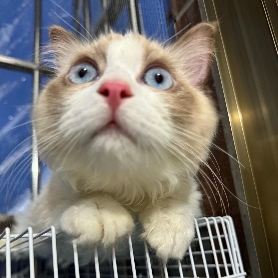 爱干饭的猫