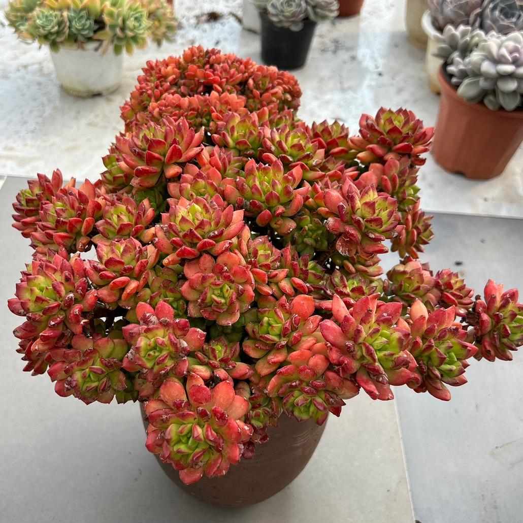 龙儿家花卉