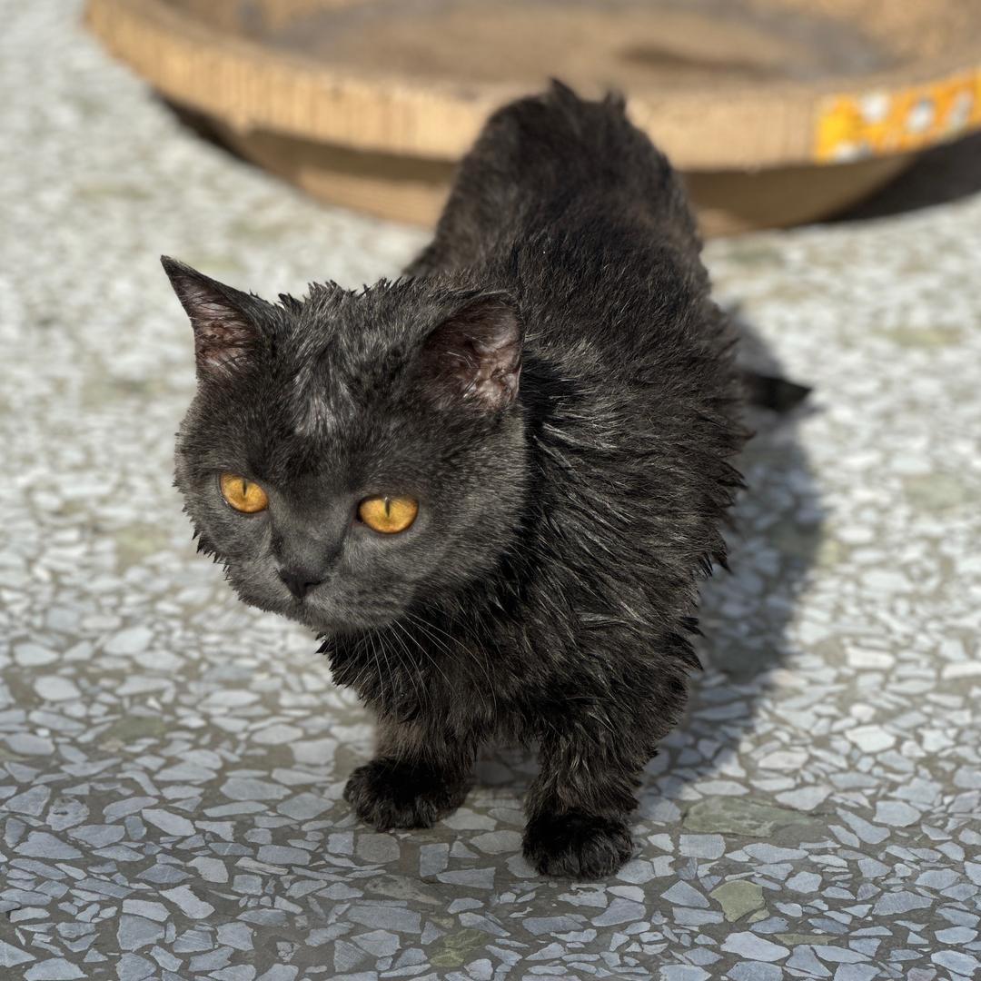 肥豆是只猫
