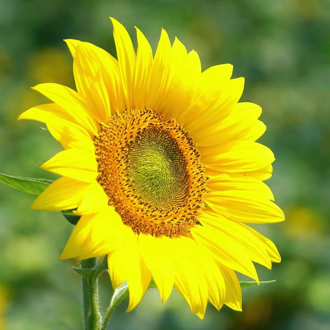 九度园艺无花果