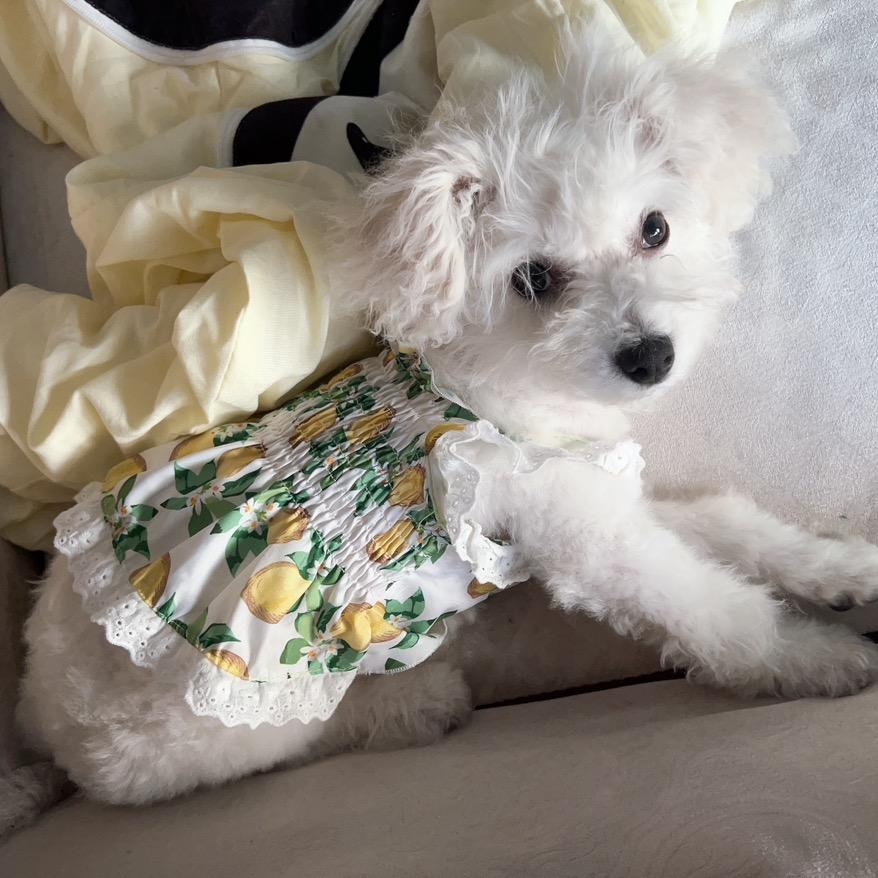 芒果一点也不可爱