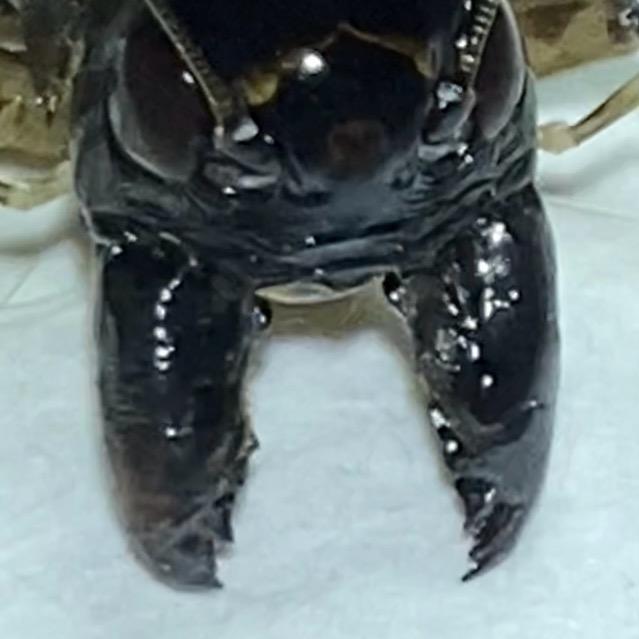 黄蜂将一线蚡房