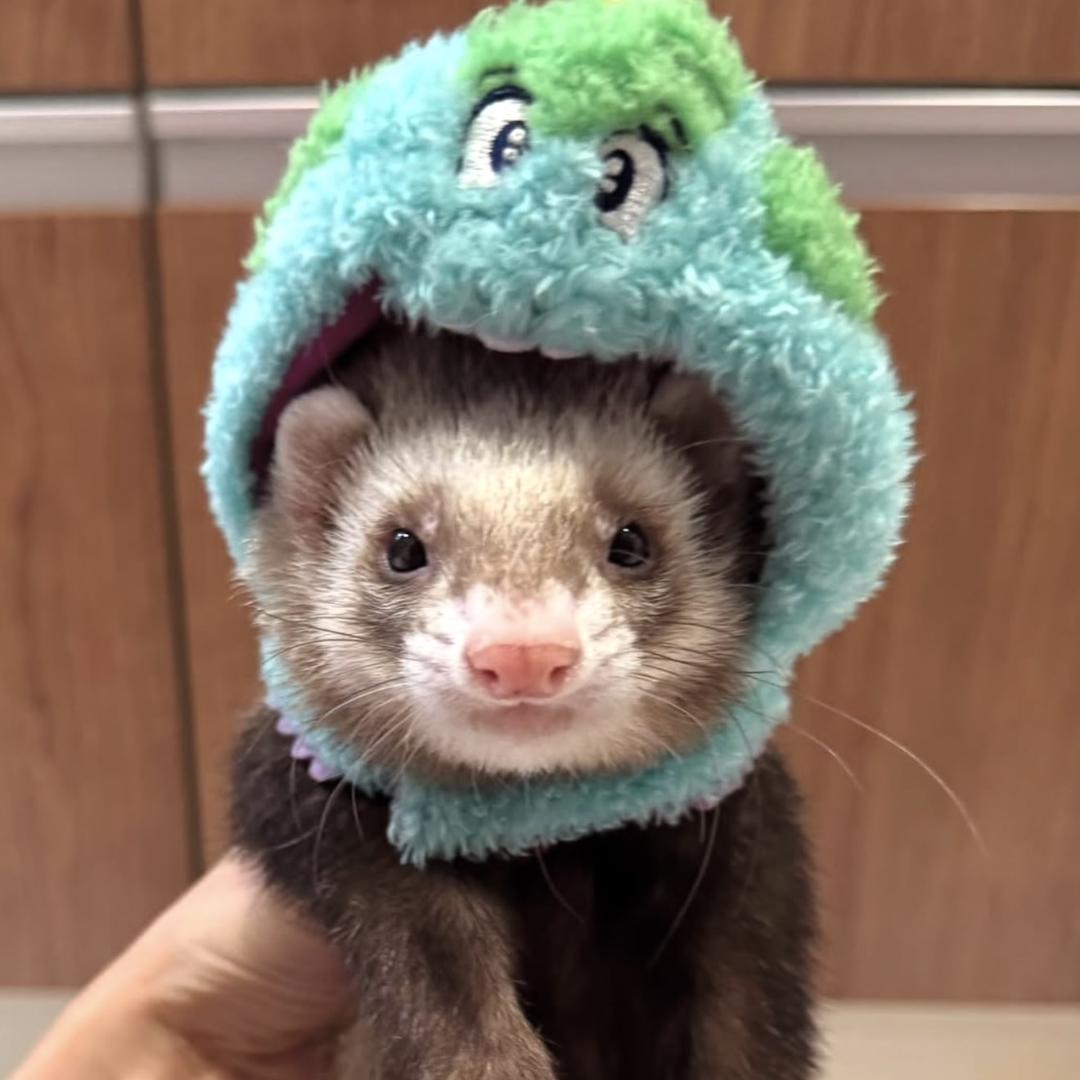 可可小宠安哥鲁宠物貂