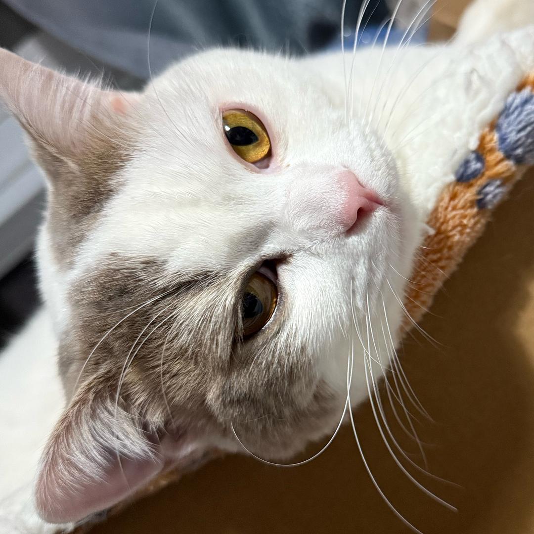 消化功能超级棒