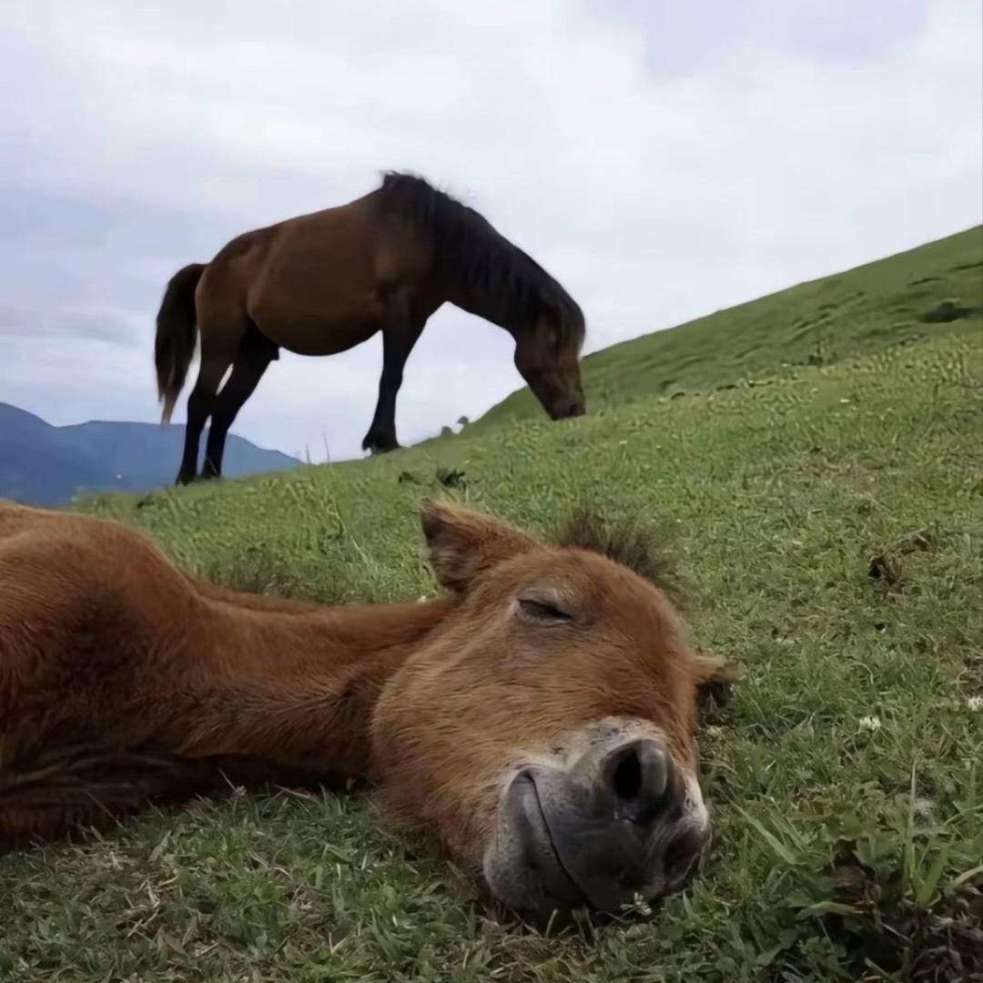 牛.🐎