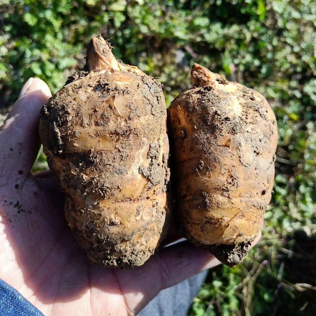 群尊食品专营店