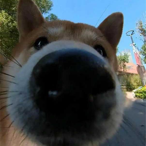 咸鱼哟