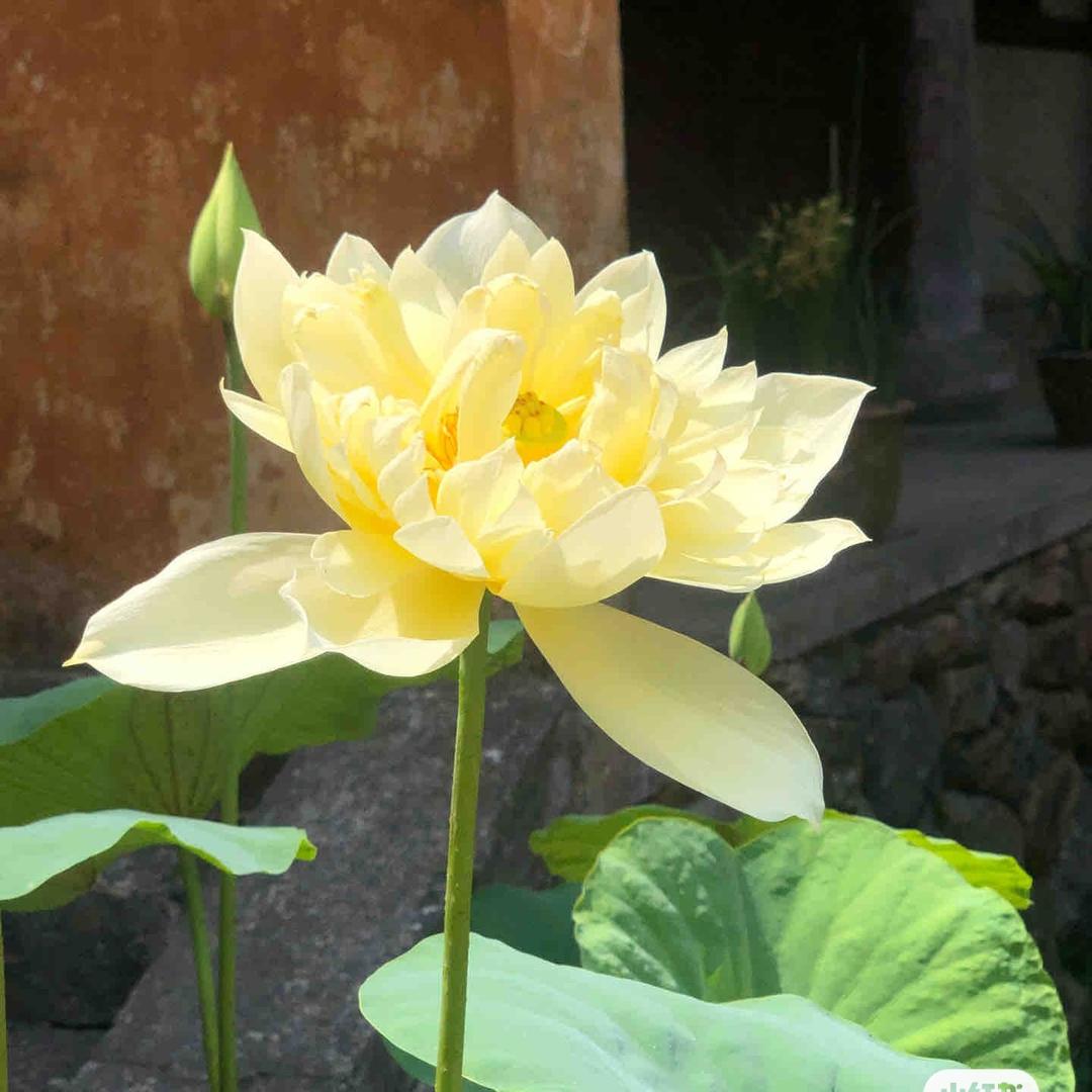 旺旺小仙🪭
