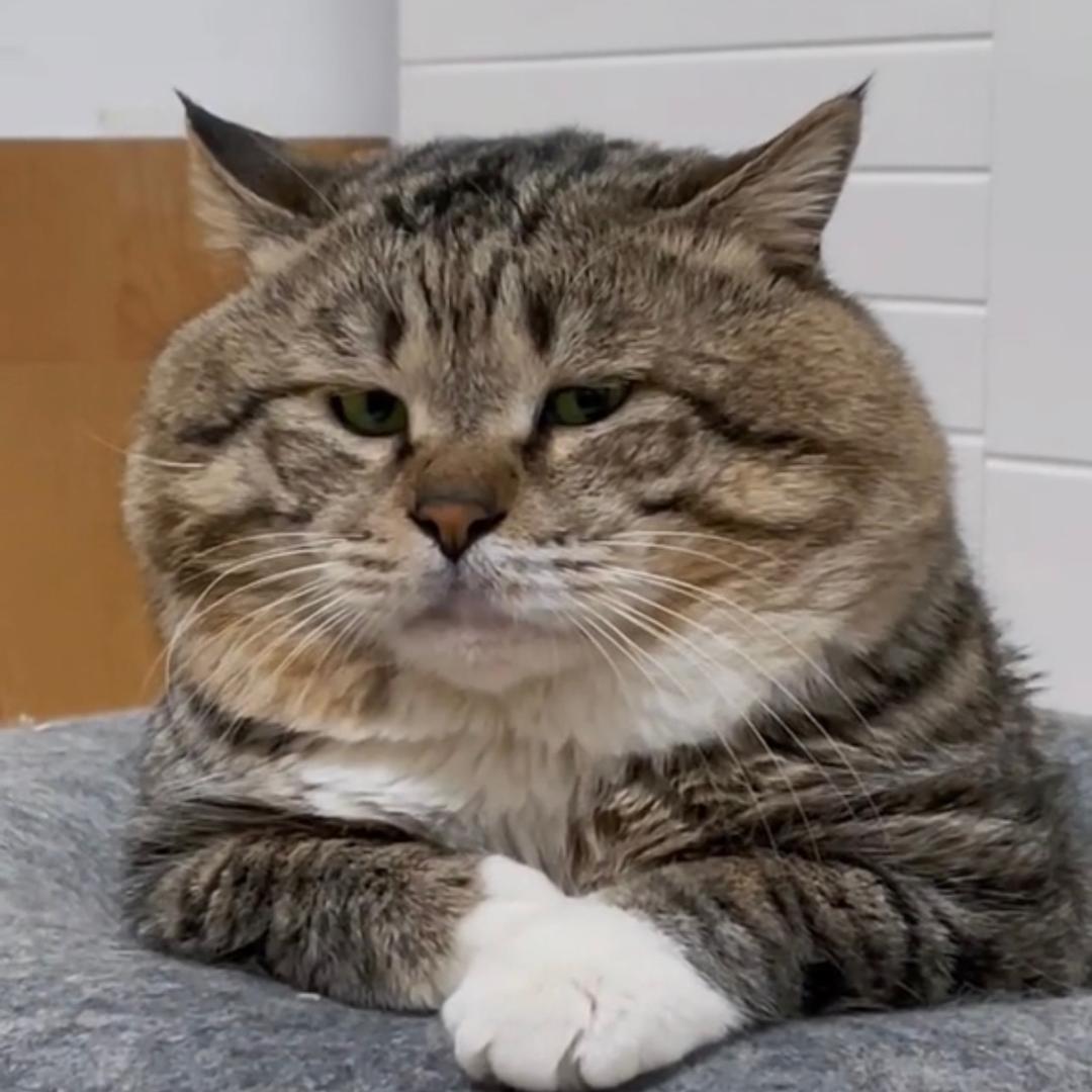 大胖胖🐱和小灰灰🌈