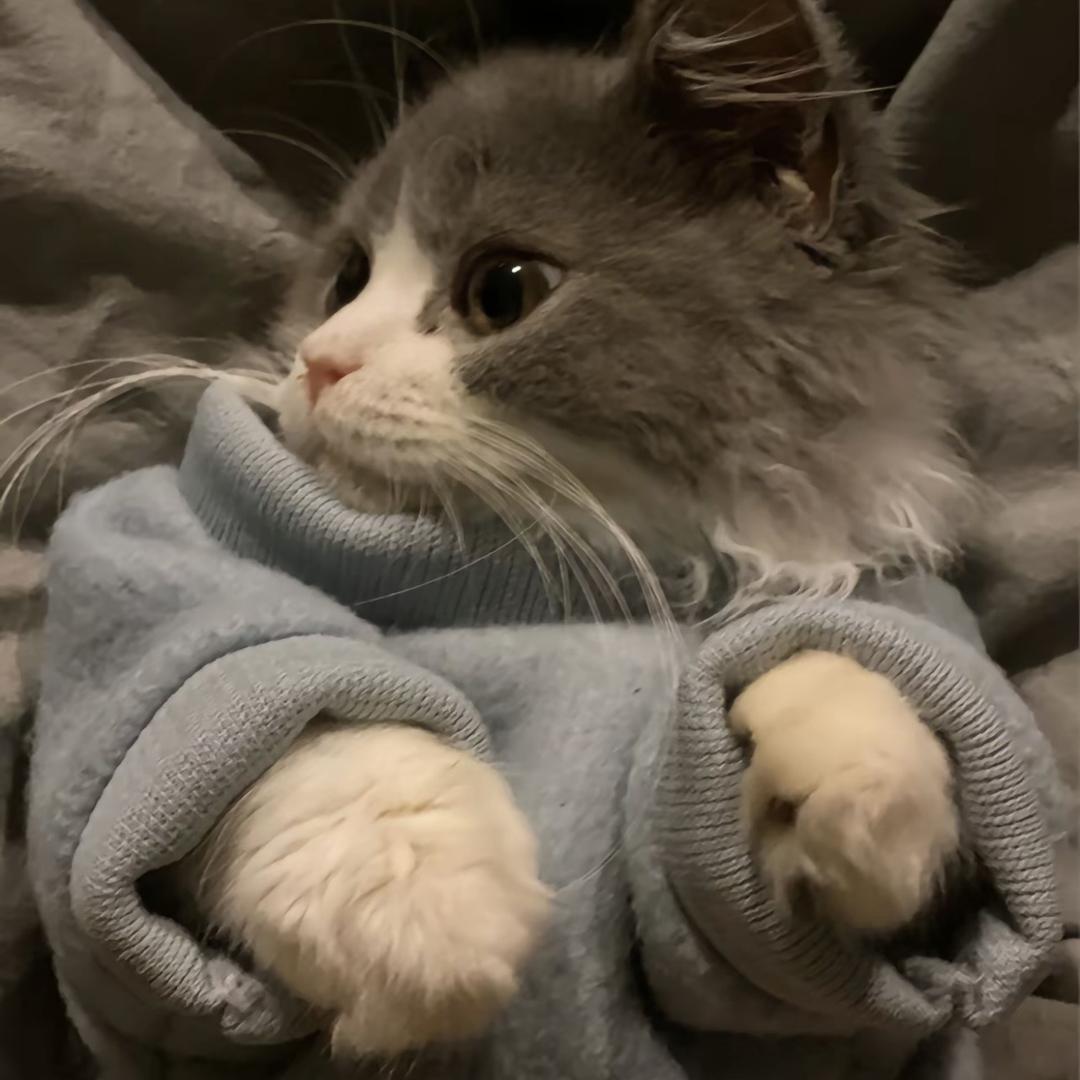 y.
