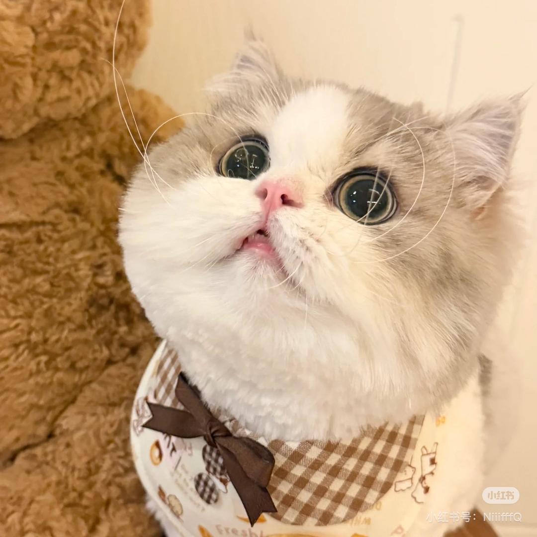 新窝猫猫💕🫧