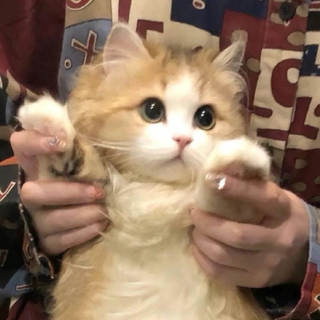 潦草小狗