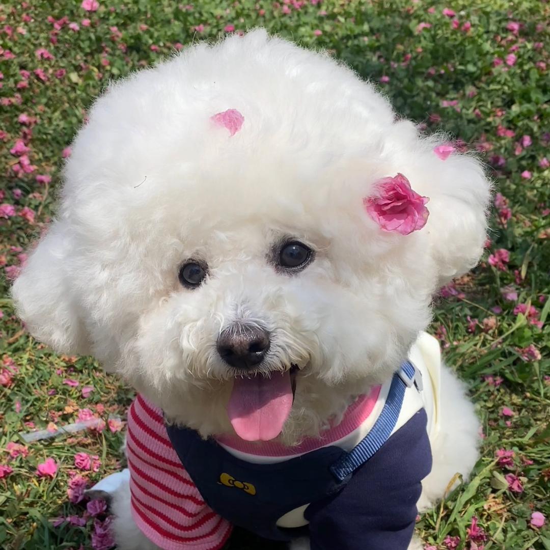 熊胖子🐶