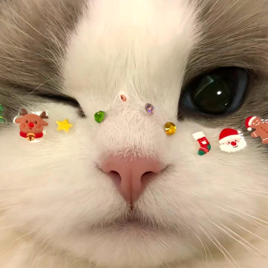 喵阿芸