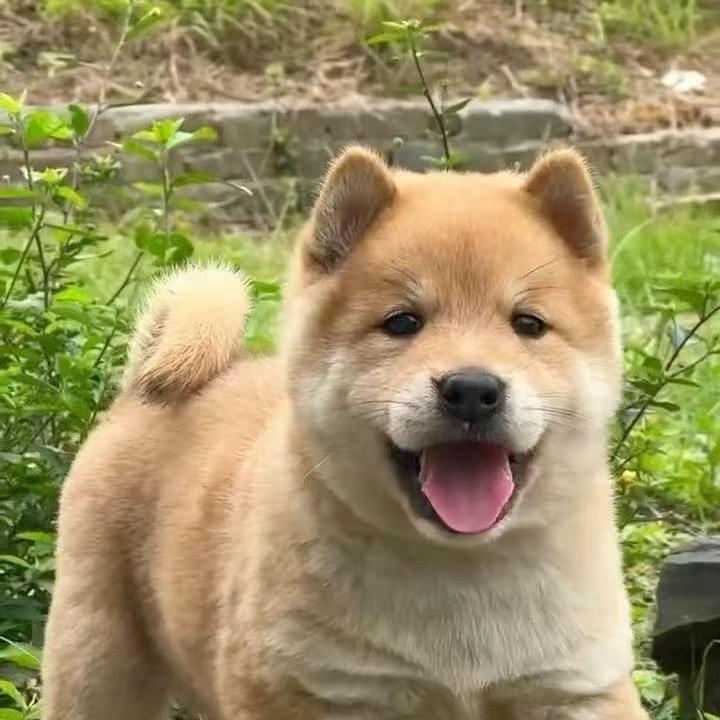 鹏辉田园犬