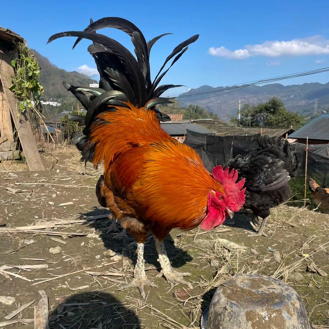 村花养鸡