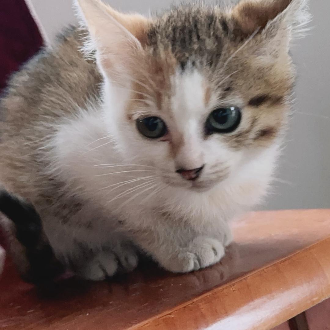 小烽是头猪！！！！！！！！