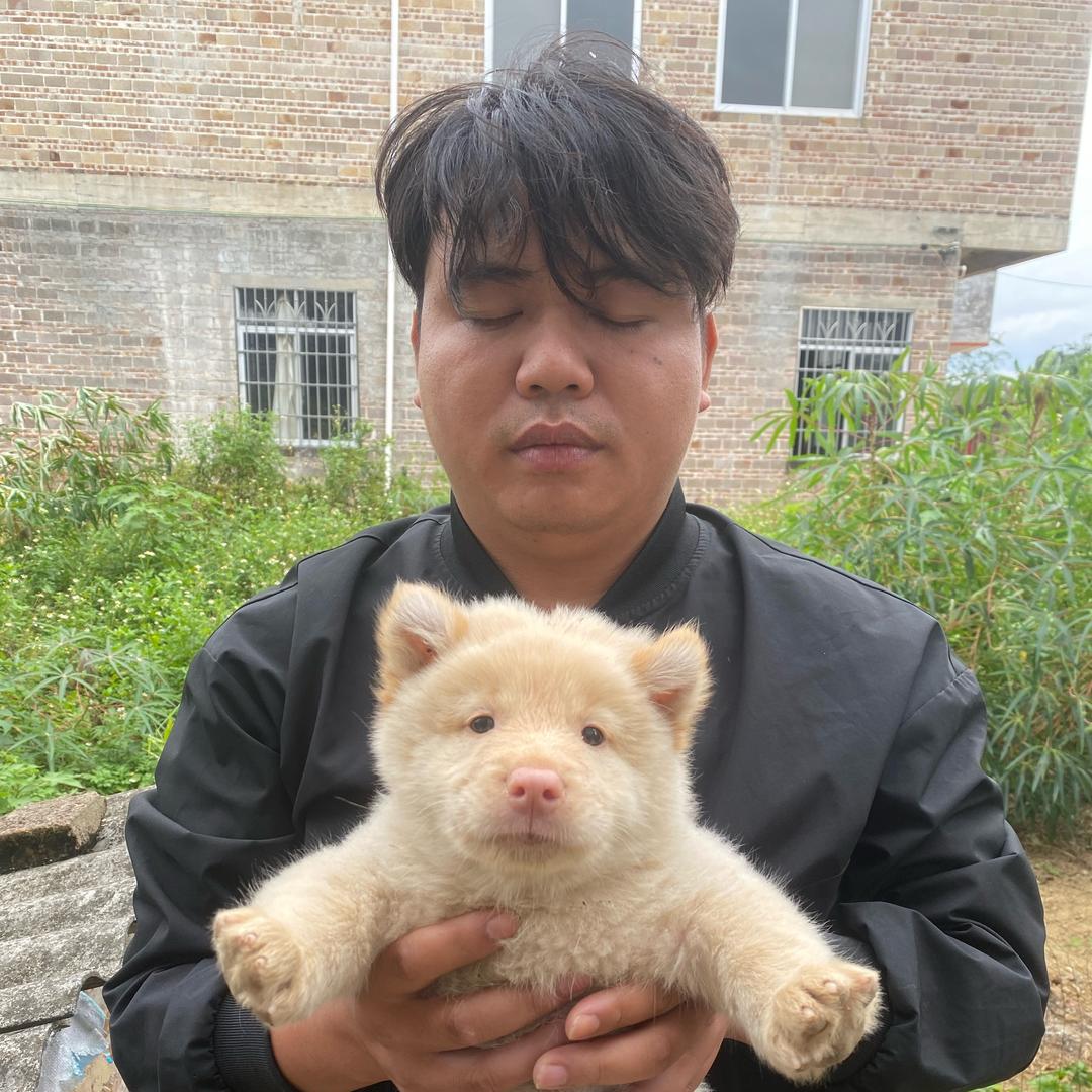 玉林一哥田园犬（可代淘）