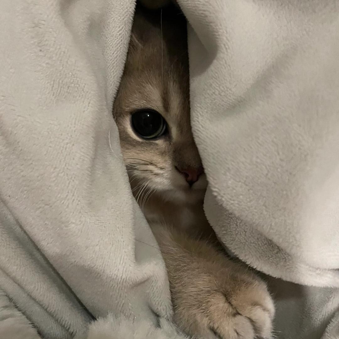 你睡狗了没