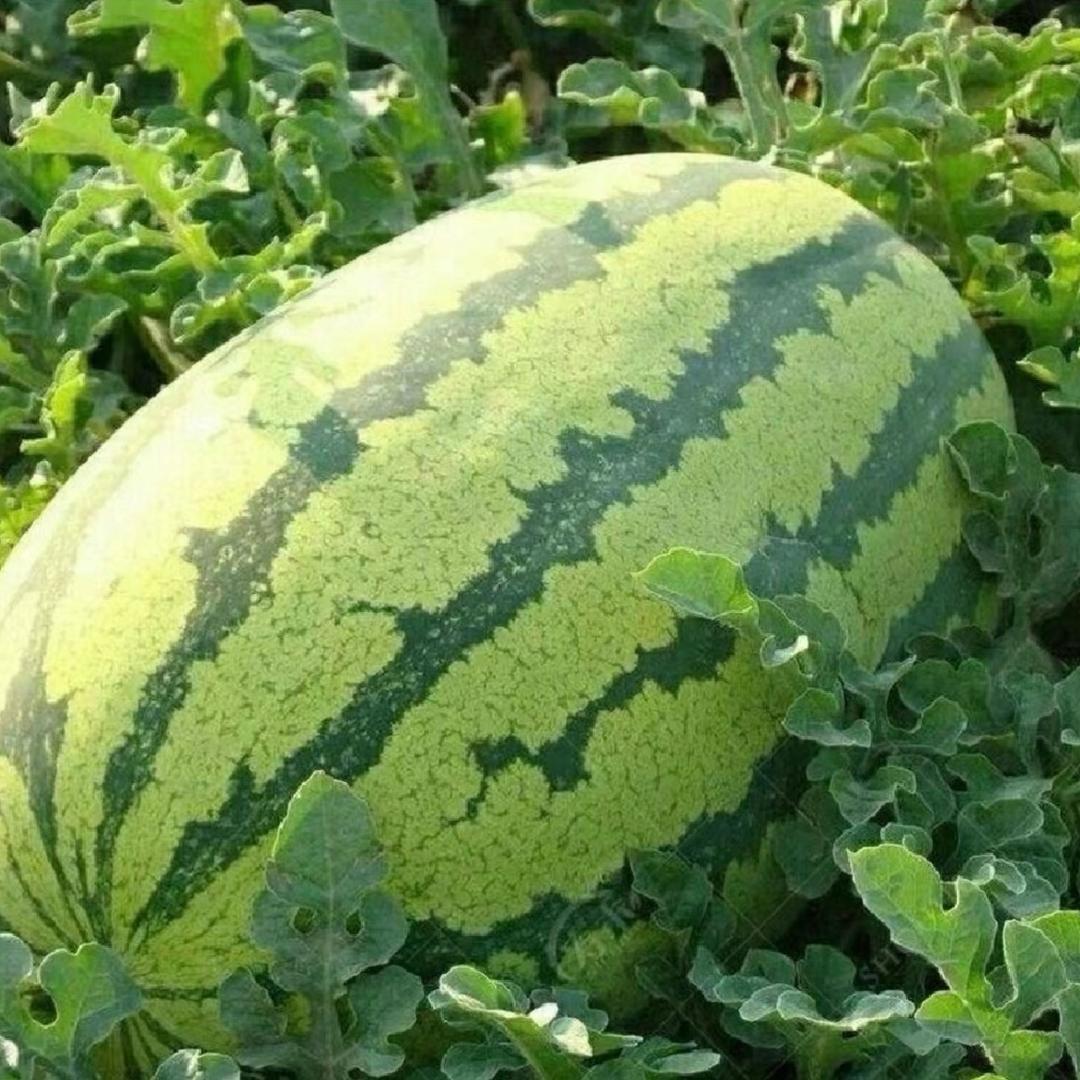 @励志八老板