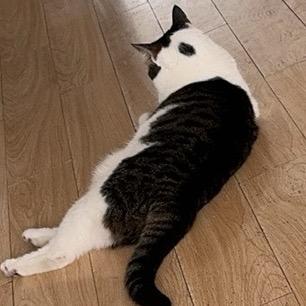 懒猫就是懒猫
