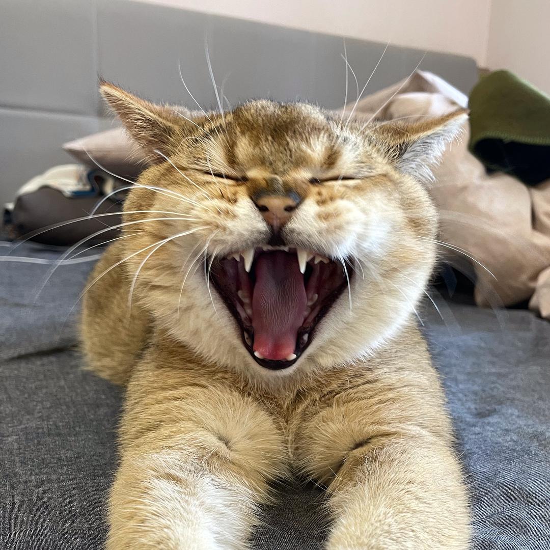反反正不了🐱