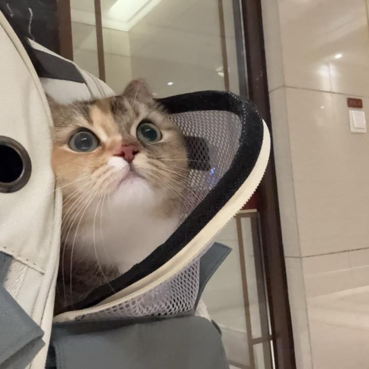 香香的奶酪