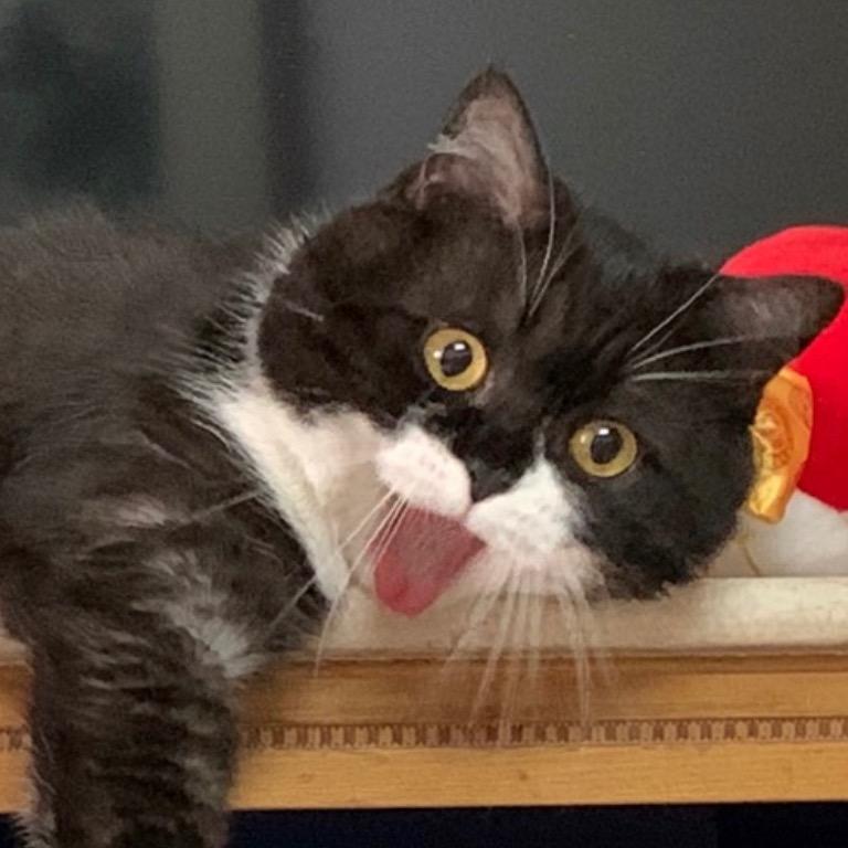 蝙蝙是只奶牛英短