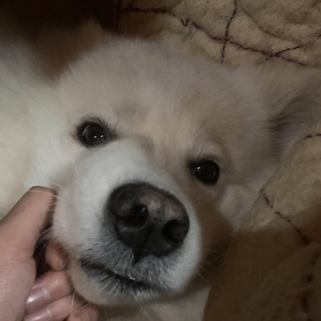 我酒量贼差
