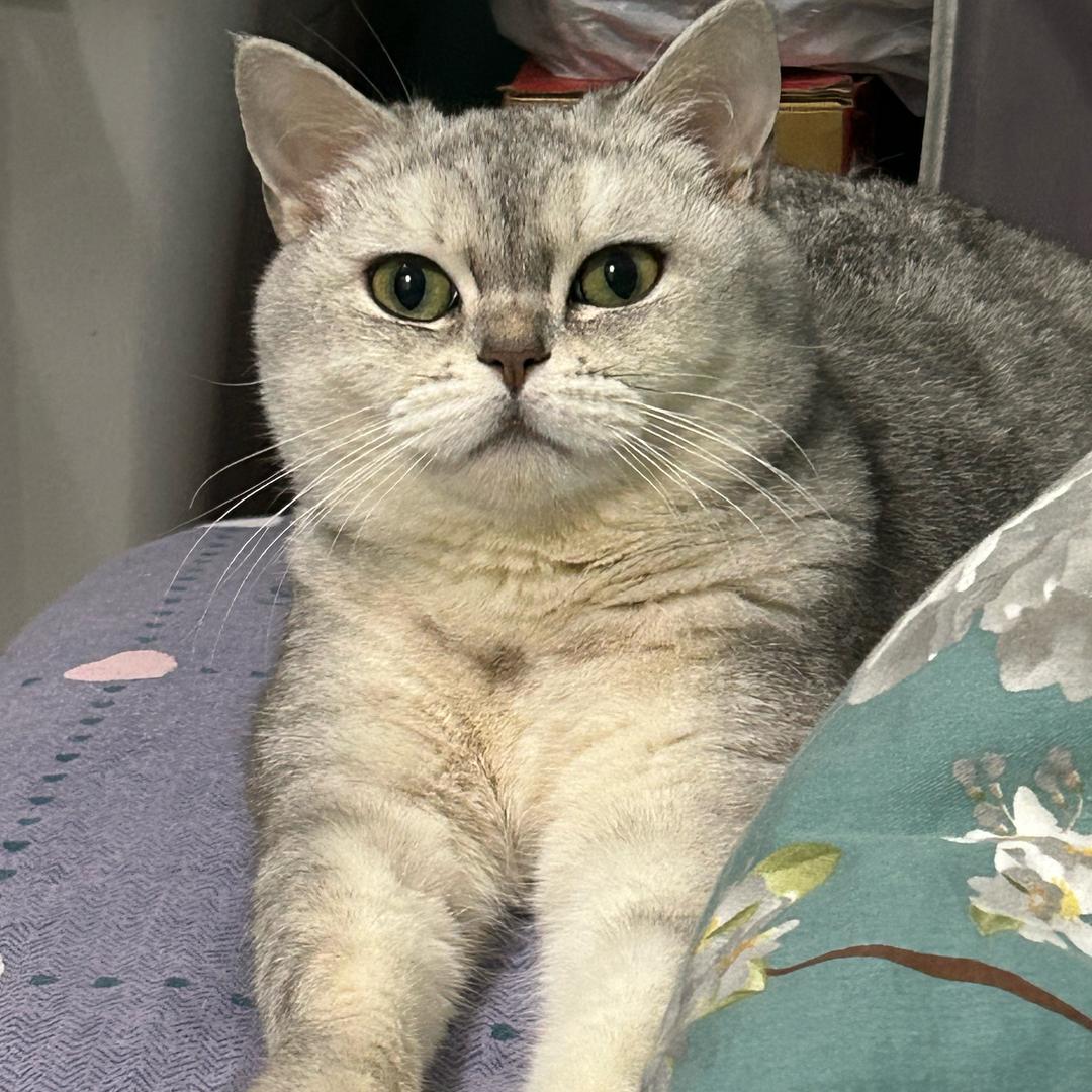 泡泡是只小公主