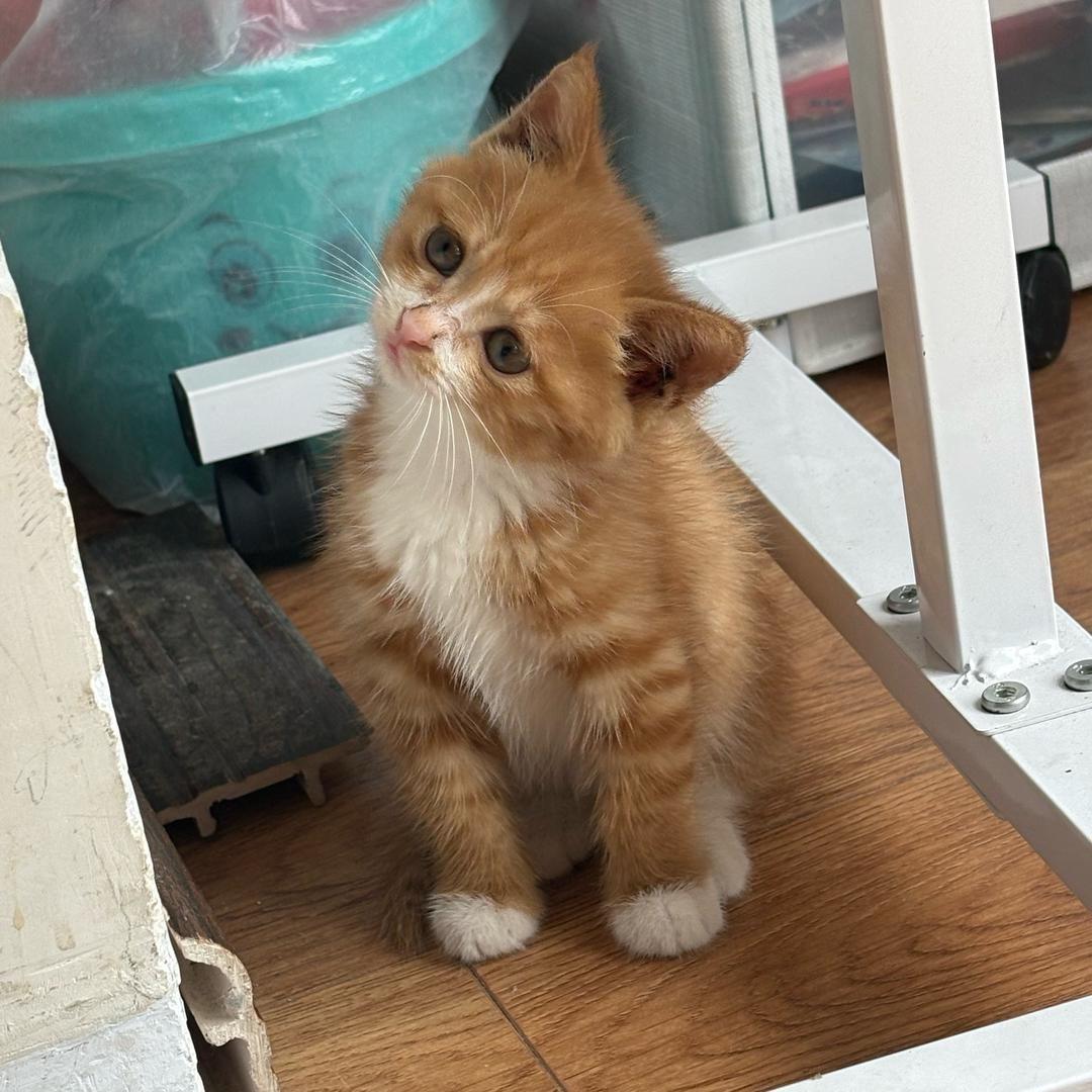 蛋卷是只猫