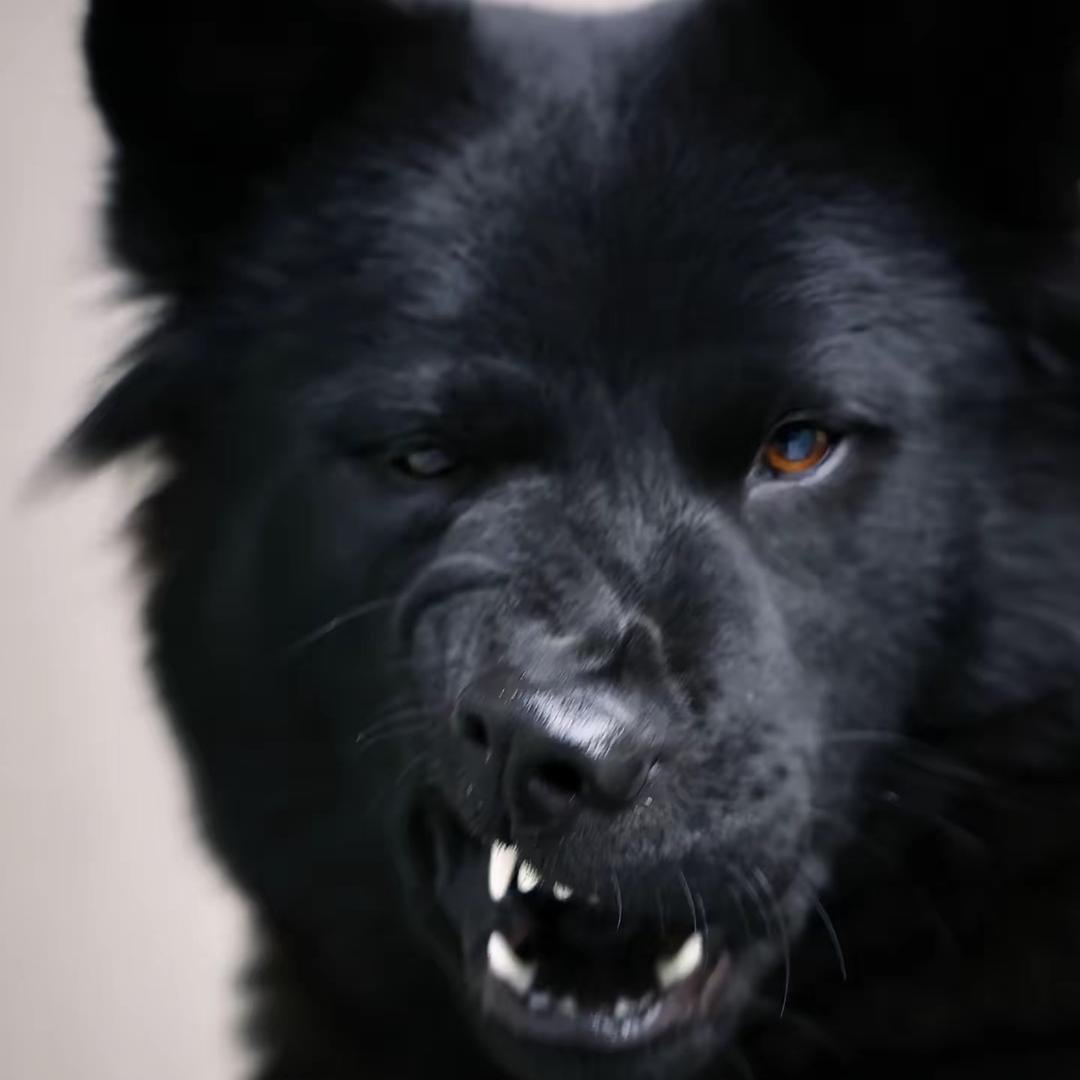 倚倚纯种中华五黑犬（买🐕看置顶视频）