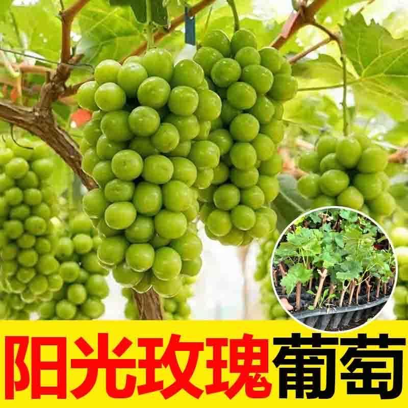 源客行琳琳果树苗木专卖店